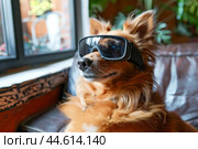 Hipster dog wearing sunglasses indoors. Стоковое AI-изображение, AI-художник Иван Рябоконь / Фотобанк Лори