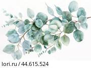 Elegant eucalyptus branches on white background. Стоковое AI-изображение, AI-художник Иван Рябоконь / Фотобанк Лори