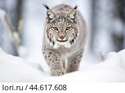 Red lynx in winter in the wild. Стоковое AI-изображение, AI-художник Veniamin Kraskov / Фотобанк Лори