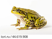 Beautiful green toad isolated on a white background. Стоковое AI-изображение, AI-художник Veniamin Kraskov / Фотобанк Лори