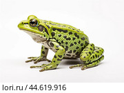 Beautiful green toad isolated on a white background. Стоковое AI-изображение, AI-художник Veniamin Kraskov / Фотобанк Лори