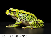 Beautiful green toad closeup. Стоковое AI-изображение, AI-художник Veniamin Kraskov / Фотобанк Лори