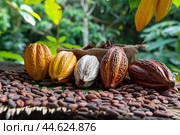 Assorted cacao pods and beans on nature background. Стоковое AI-изображение, AI-художник Иван Рябоконь / Фотобанк Лори