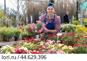 Salesman changes arrangement of pots with garden chamomile and improves appearance of window. Стоковое фото, фотограф Яков Филимонов / Фотобанк Лори