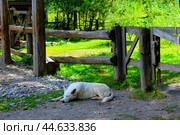 The dog is sleeping on the ground next to the fence. Стоковое фото, фотограф Юлия Кутенко / Фотобанк Лори