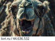 Closeup of a smiling camel. Стоковое AI-изображение, AI-художник Иван Рябоконь / Фотобанк Лори