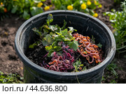 Composting with earthworms in garden setting. Стоковое AI-изображение, AI-художник Иван Рябоконь / Фотобанк Лори