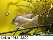 Geophagus pindare, a genus of freshwater ray-finned fish from the cichlus family. Стоковое фото, фотограф Сергей Чайко / Фотобанк Лори