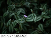 Цветок традесканция на размытом фоне. Стоковое фото, фотограф Дмитрий Харитонов / Фотобанк Лори