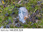 Урочище Шушмор, остатки мегалита. Редакционное фото, фотограф Ирина Яровая / Фотобанк Лори