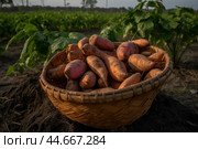 Starchy Sweet potato harvest food. Generate Ai. Стоковое AI-изображение, AI-художник Иван Рябоконь / Фотобанк Лори