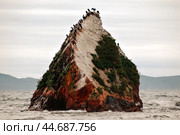 cape with cormorant birds in the Sea of ​​Japan of Primorsky Krai. Стоковое фото, фотограф Татьяна Терехина / Фотобанк Лори