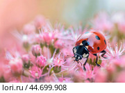 Ladybug walking on pink flowers in the garden. Стоковое AI-изображение, AI-художник Иван Рябоконь / Фотобанк Лори