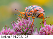 Orange and black beetle standing on a pink flower. Стоковое AI-изображение, AI-художник Иван Рябоконь / Фотобанк Лори