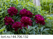 Paeonia Lactiflora Grp Peter Brand in garden. Стоковое фото, фотограф Ольга Сейфутдинова / Фотобанк Лори