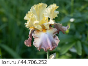 Iris barbata High Chaparral close up. Стоковое фото, фотограф Ольга Сейфутдинова / Фотобанк Лори