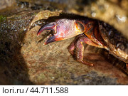 Каменный краб на чёрном море, село Криница (2023 год). Стоковое фото, фотограф Виктория Нестерова / Фотобанк Лори