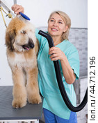 Hairdresser professional dries hair by fen dog fur Afghan hound dog in hairdresser for animal. Стоковое фото, фотограф Татьяна Яцевич / Фотобанк Лори