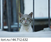 Опа-на. Стоковое фото, фотограф Владимир Странников / Фотобанк Лори