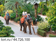Pattaya, Thailand  Nong Nooch Tropical Garden. tourists riding elephants. Tourists riding elephants through Nong Nooch park. Редакционное фото, фотограф Павел Муравьев / Фотобанк Лори