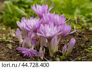 Colchicum Waterlily purple flowers in garden. Стоковое фото, фотограф Ольга Сейфутдинова / Фотобанк Лори
