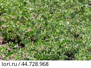 Chickpeas in garden with leaves. Chickpeas plant growing. Стоковое фото, фотограф Ольга Сейфутдинова / Фотобанк Лори