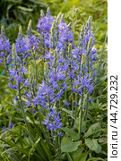 Camassia leichtlinii Caerulea flower in a garden. Стоковое фото, фотограф Ольга Сейфутдинова / Фотобанк Лори