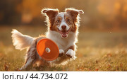 Happy dog playing fetch in a sunlit field during golden hour, showcasing joy and movement. Стоковое AI-изображение, AI-художник Сергей Толмачёв / Фотобанк Лори