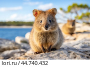 Cute Quokka in the wild. Стоковое AI-изображение, AI-художник Veniamin Kraskov / Фотобанк Лори
