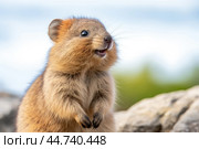 Cute Quokka in the wild. Стоковое AI-изображение, AI-художник Veniamin Kraskov / Фотобанк Лори