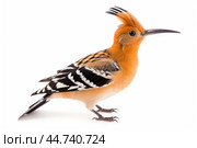 Eurasian hoopoe (Upupa epops) on white background. Стоковое AI-изображение, AI-художник Veniamin Kraskov / Фотобанк Лори