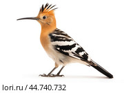 Eurasian hoopoe (Upupa epops) on white background. Стоковое AI-изображение, AI-художник Veniamin Kraskov / Фотобанк Лори