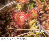 Sundew in a swamp. Стоковое фото, фотограф Argument / Фотобанк Лори