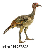 Lifelike illustration of prehistoric bird on transparent background. Стоковое AI-изображение, AI-художник Иван Рябоконь / Фотобанк Лори