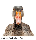 Greylag goose looking at camera on white background. Стоковое AI-изображение, AI-художник Иван Рябоконь / Фотобанк Лори