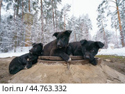 Funny stray dogs in winter. Стоковое фото, фотограф YuryKara / Фотобанк Лори