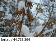 Photography of the beauty of nature within winter time. Стоковое фото, фотограф YuryKara / Фотобанк Лори