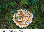 Гриб Гиднеллум оранжевый (Hydnellum aurantiacum) в лесу. Стоковое фото, фотограф Головкова Елена / Фотобанк Лори