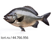 Piranha fish (Pygocentrus nattereri) close up. Стоковое AI-изображение, AI-художник Veniamin Kraskov / Фотобанк Лори