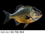 Piranha fish (Pygocentrus nattereri) close up. Стоковое AI-изображение, AI-художник Veniamin Kraskov / Фотобанк Лори