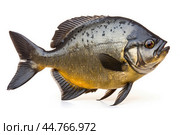 Piranha fish (Pygocentrus nattereri) close up. Стоковое AI-изображение, AI-художник Veniamin Kraskov / Фотобанк Лори