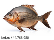 Piranha fish (Pygocentrus nattereri) close up. Стоковое AI-изображение, AI-художник Veniamin Kraskov / Фотобанк Лори