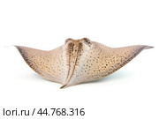 Shark ray fish close-up. Стоковое AI-изображение, AI-художник Veniamin Kraskov / Фотобанк Лори
