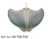 Shark ray fish close-up. Стоковое AI-изображение, AI-художник Veniamin Kraskov / Фотобанк Лори