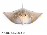 Shark ray fish close-up. Стоковое AI-изображение, AI-художник Veniamin Kraskov / Фотобанк Лори