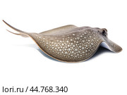 Shark ray fish close-up. Стоковое AI-изображение, AI-художник Veniamin Kraskov / Фотобанк Лори