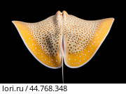 Shark ray fish close-up. Стоковое AI-изображение, AI-художник Veniamin Kraskov / Фотобанк Лори