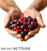 Farmer holding freshly picked blueberries and redcurrants. Стоковое AI-изображение, AI-художник Иван Рябоконь / Фотобанк Лори