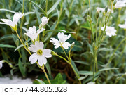 White flowers of Stellaria holostea closeup. Stellaria holostea, the addersmeat or greater stitchwort, is a perennial herbaceous flowering plant in the carnation family Caryophyllaceae. Стоковое фото, фотограф Оксана Медведева / Фотобанк Лори