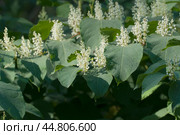 Reynoutria Sakhalin flowers in an autumh park. Стоковое фото, фотограф Александр Курлович / Фотобанк Лори